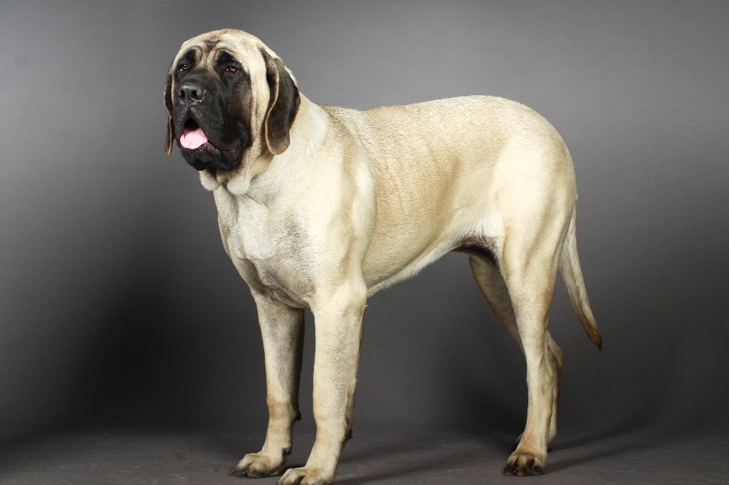 CH. Liberty des Mastiffs d'Enfer