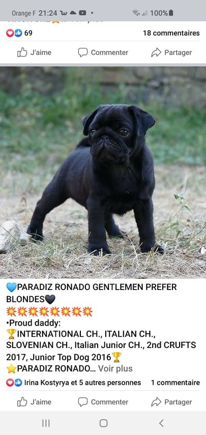 CH. paradiz ronado Gentlemen prefer blondes