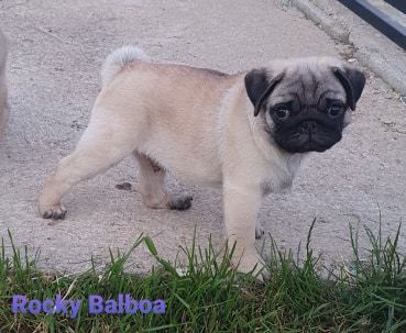 Rocky balboa Des Terres De Miss Blue