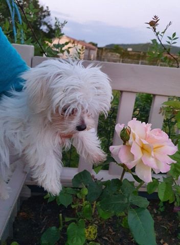 Rose du Moulin de la Terrasse