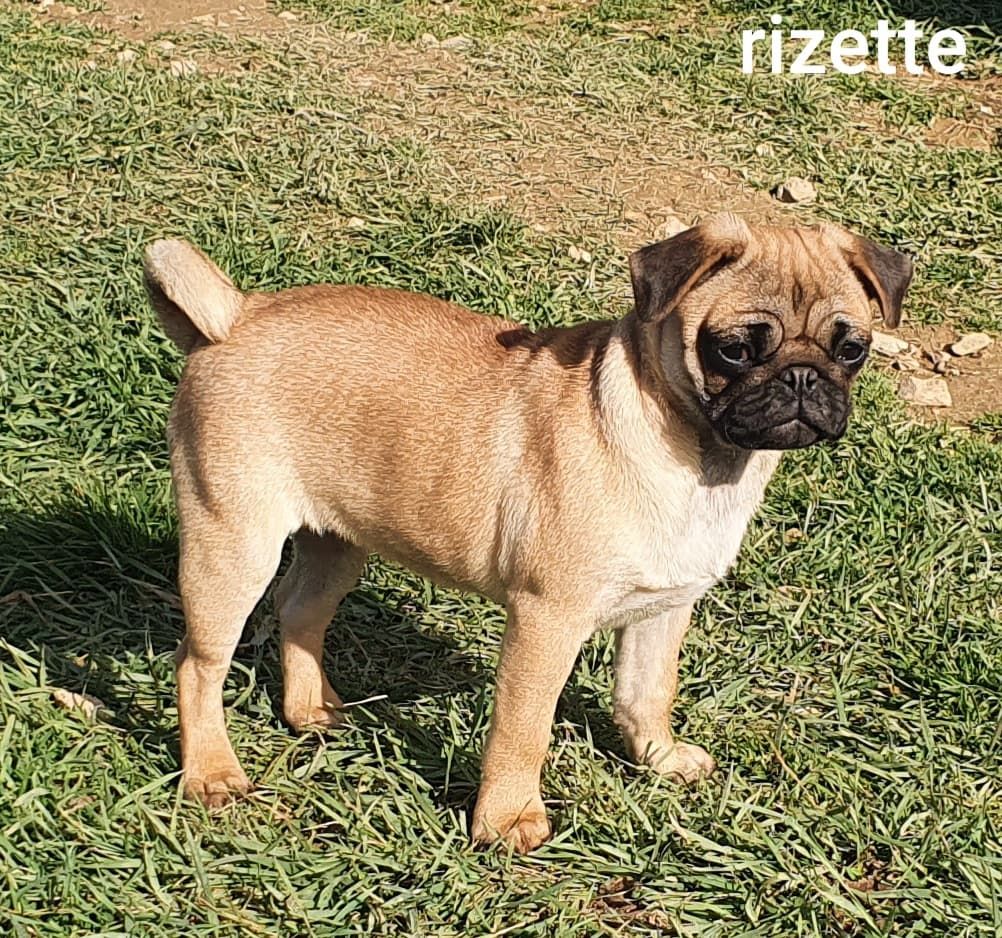 Rizette Des Terres De Miss Blue