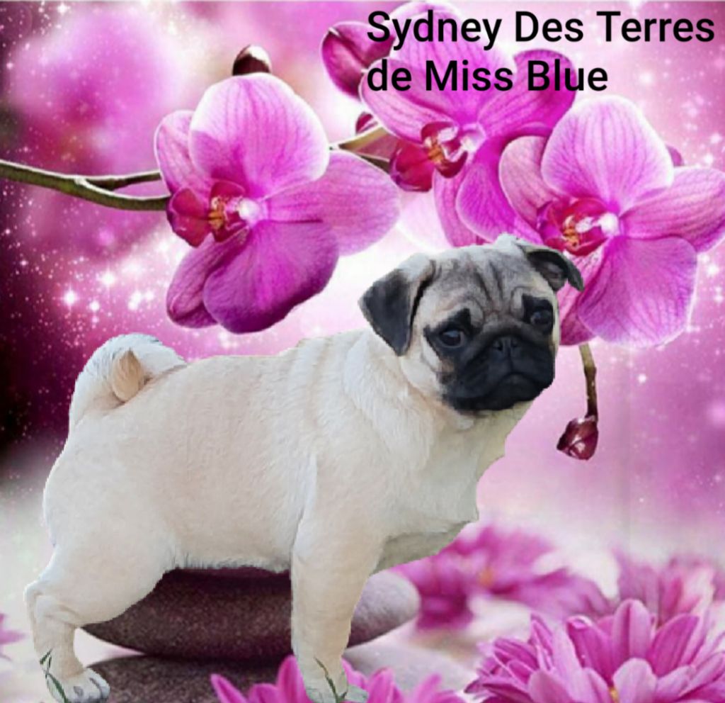 Sydney Des Terres De Miss Blue