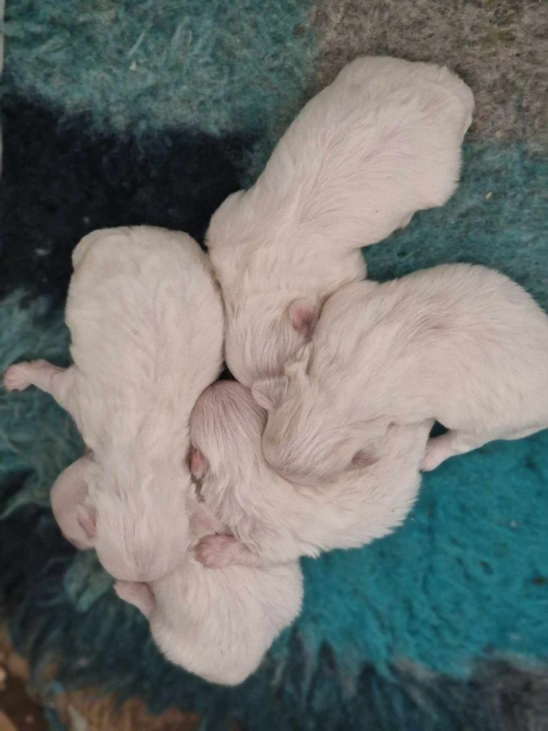 chiot Bichon maltais Des Terres De Miss Blue