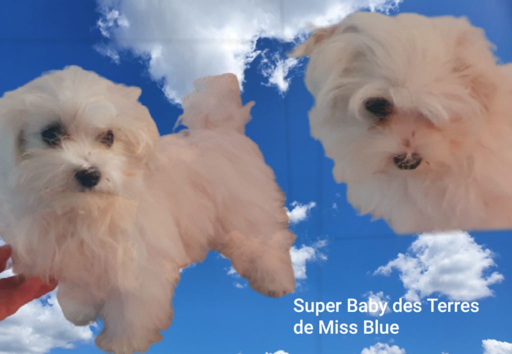 Super baby Des Terres De Miss Blue