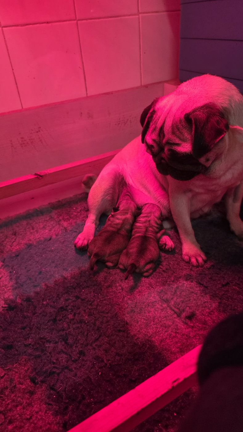 Naissances le 21/02/2026 , 2 jolies femelles