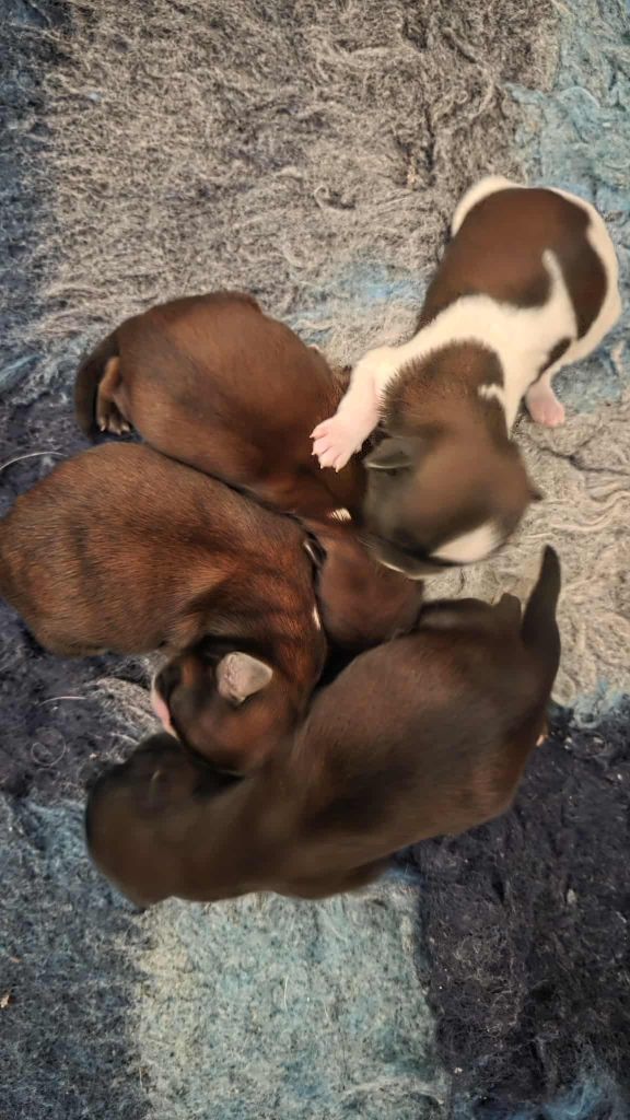 des bébés Shih-tzu sont nés.....