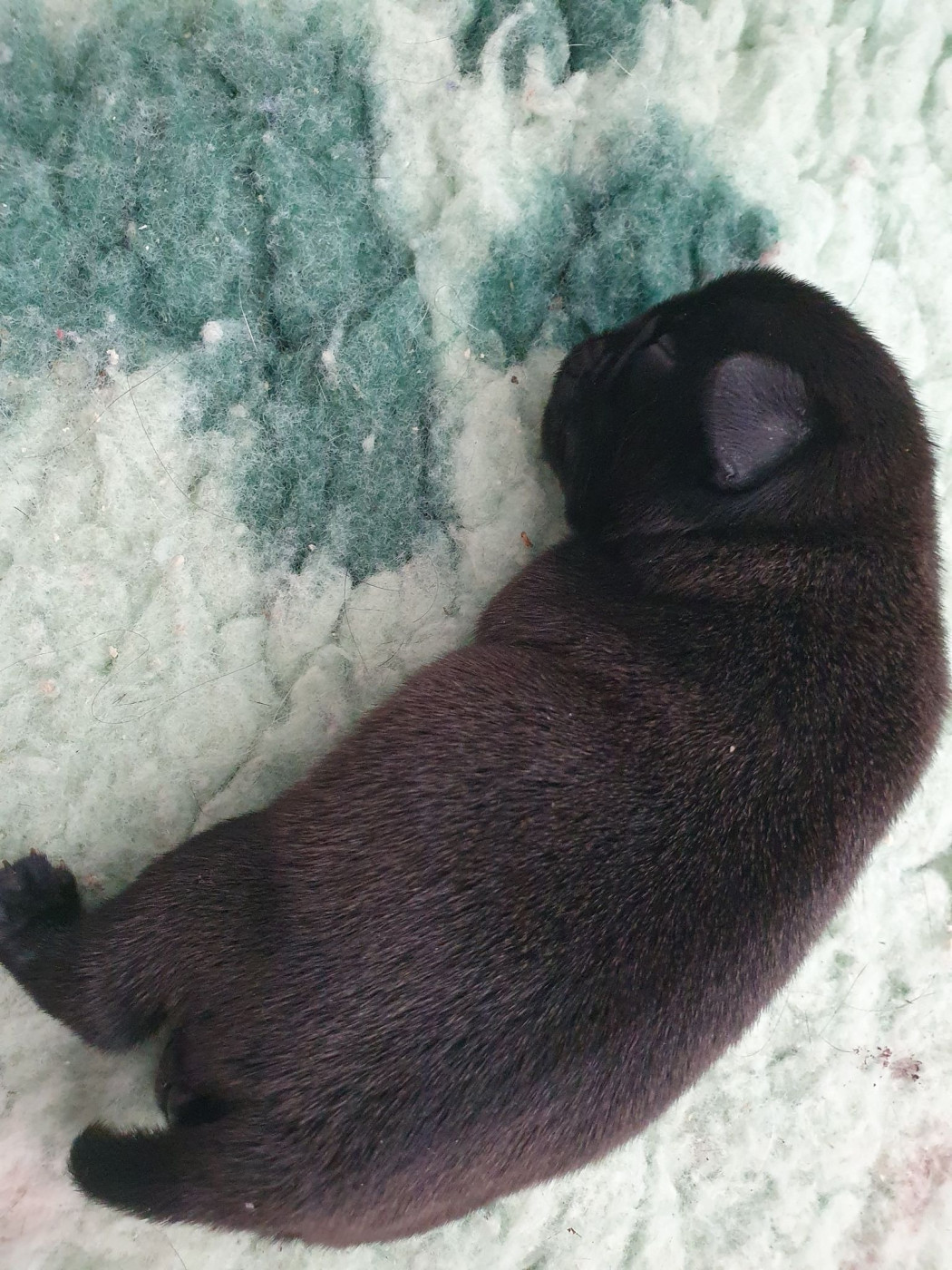 Chiot Carlin Des Terres De Miss Blue