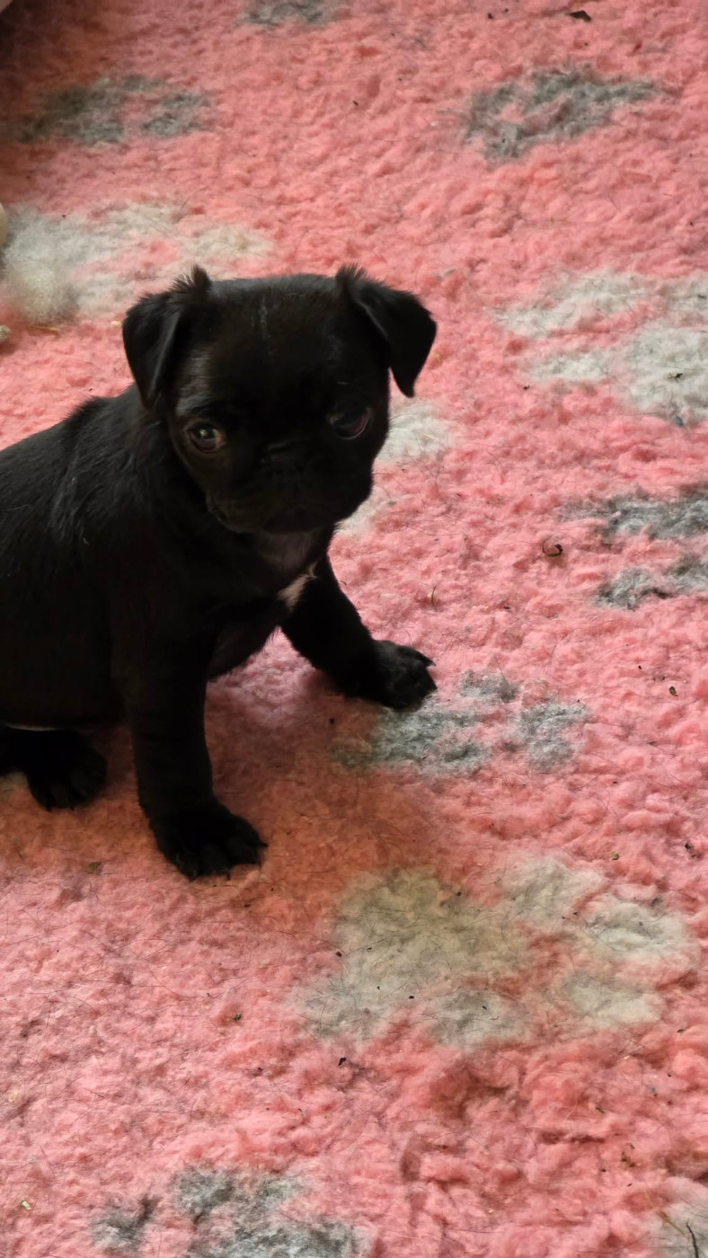 Des Terres De Miss Blue - Chiots disponibles - Carlin