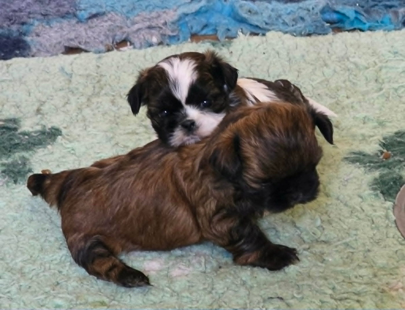 Des Terres De Miss Blue - Chiots disponibles - Shih Tzu