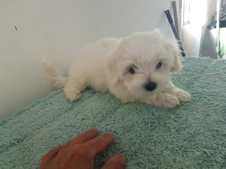 Des Terres De Miss Blue - Chiots disponibles - Bichon maltais