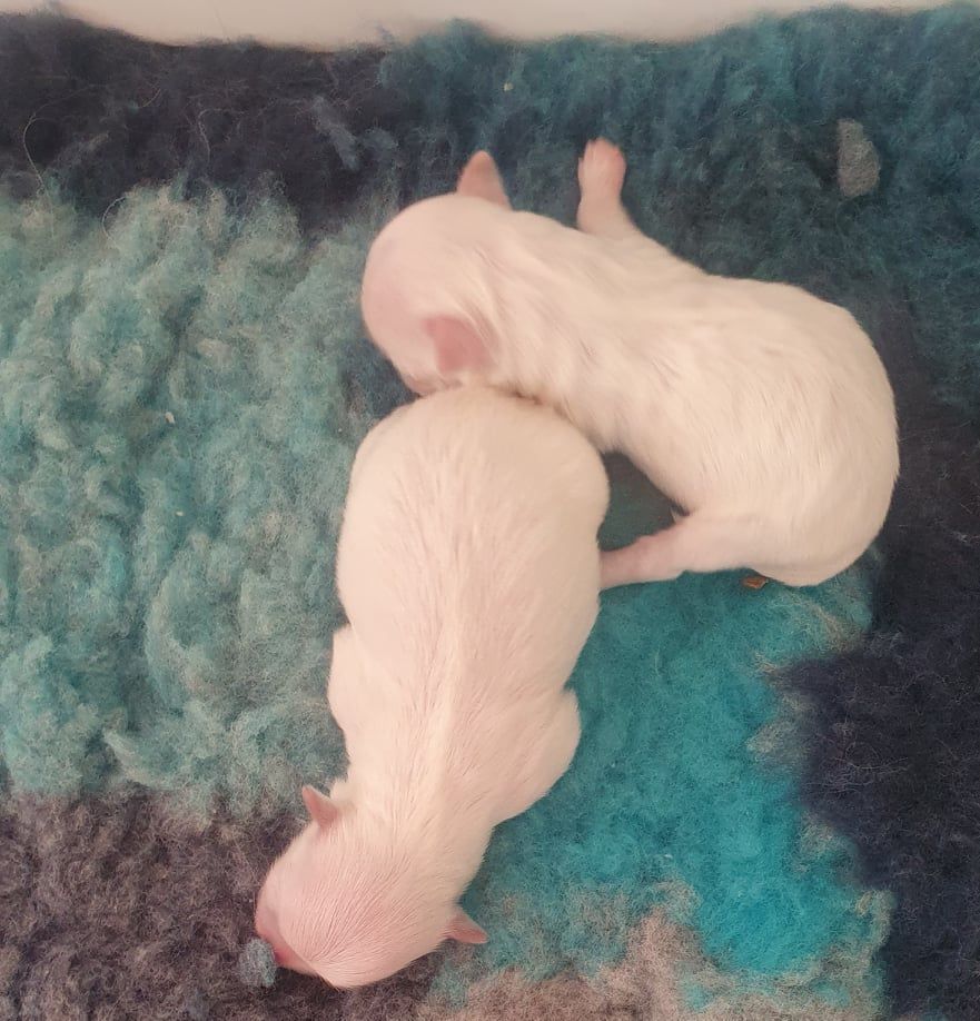 Des Terres De Miss Blue - Chiots disponibles - Bichon maltais