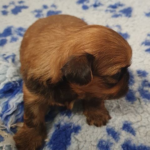 CHIOT