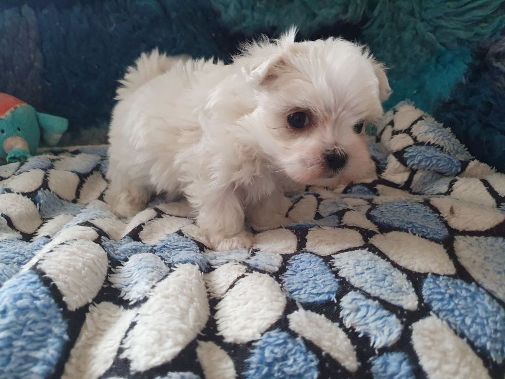 Des Terres De Miss Blue - Chiots disponibles - Bichon maltais