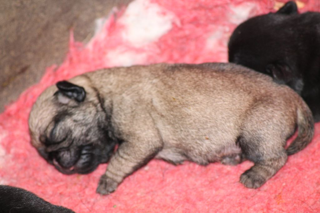 Des Terres De Miss Blue - Chiots disponibles - Carlin