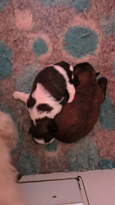 Chiot N°1