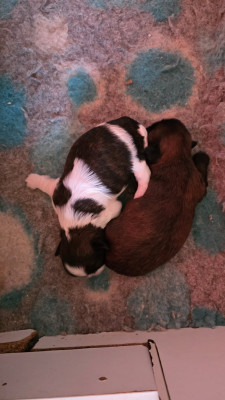 Chiot N°2