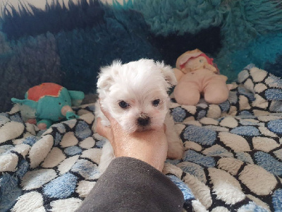 CHIOT 3