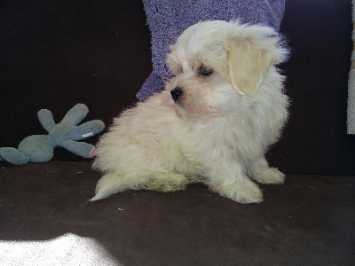 CHIOT 1