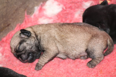 CHIOT 3