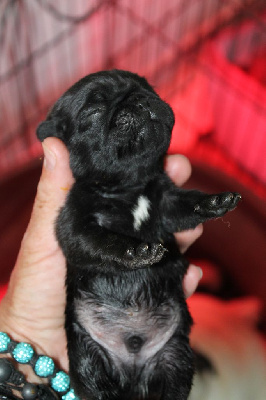 CHIOT 1