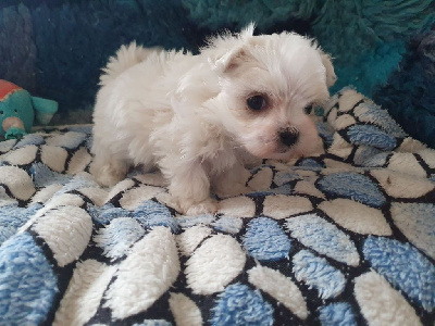 CHIOT 2