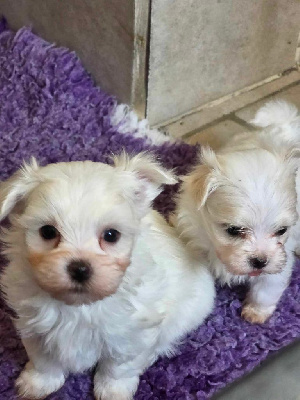 CHIOT 4