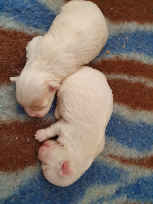 CHIOT 2