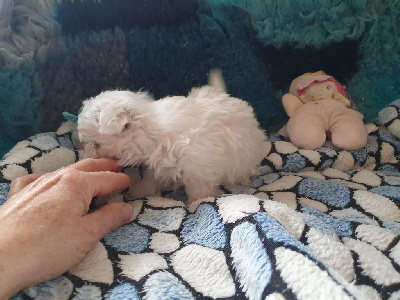 CHIOT 1