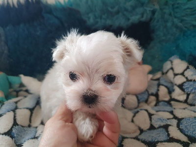 CHIOT 1