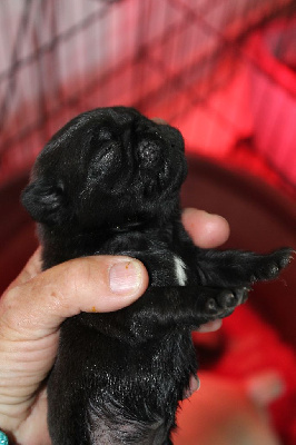 CHIOT 2