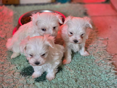CHIOT 5