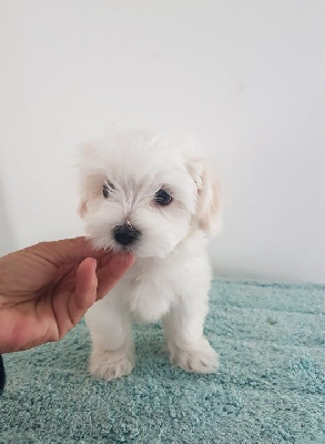 CHIOT 1