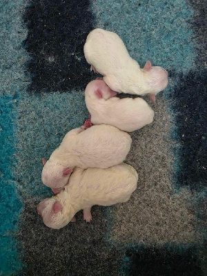 CHIOT 4