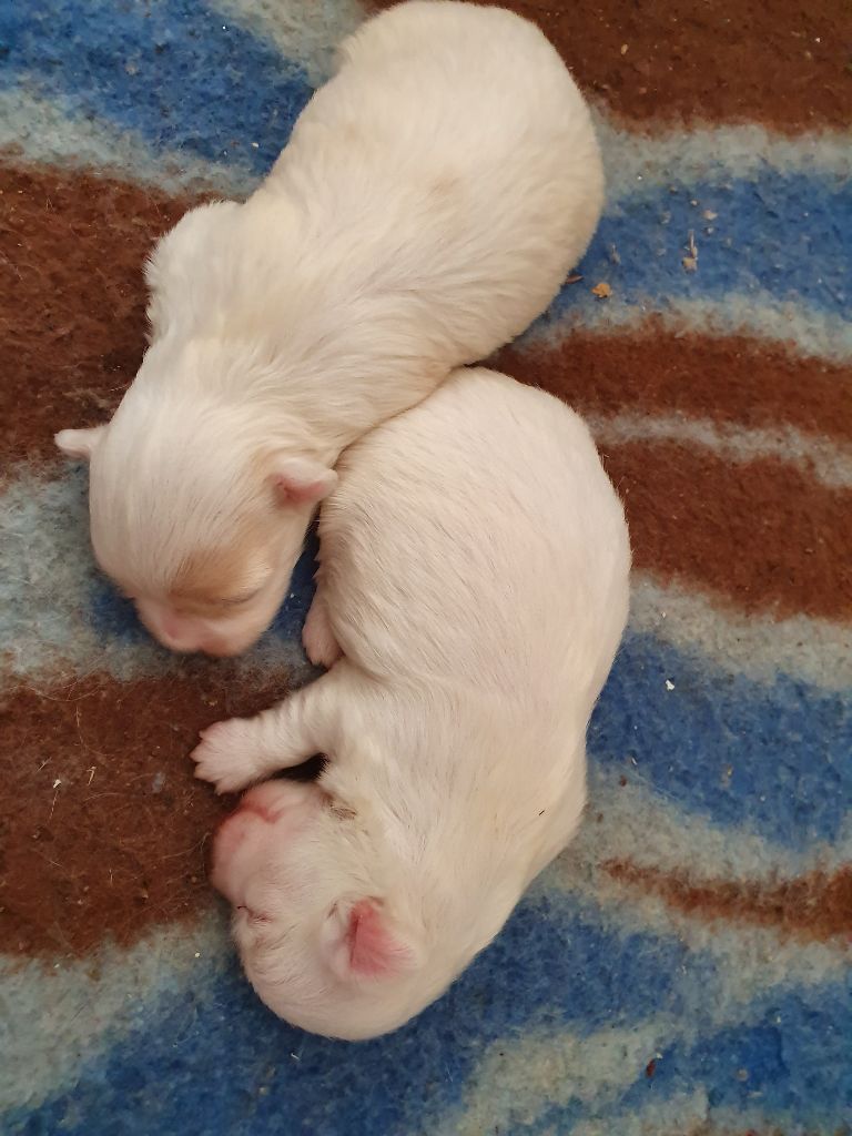 Des Terres De Miss Blue - Chiots disponibles - Bichon maltais