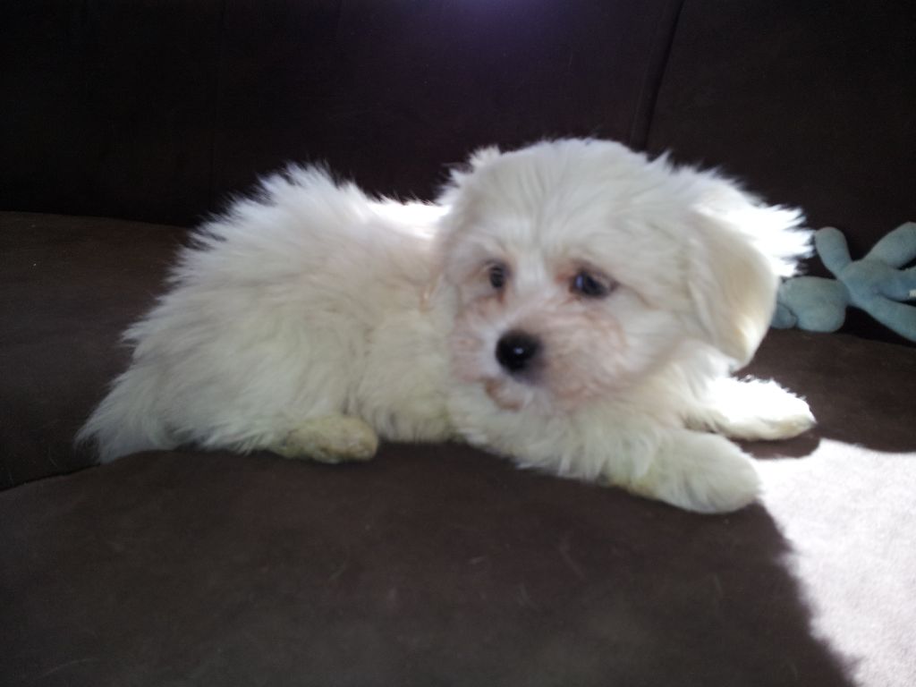 Des Terres De Miss Blue - Chiots disponibles - Bichon maltais