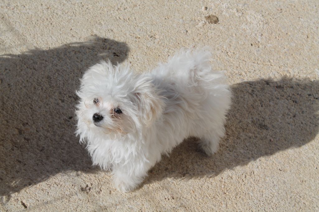 Des Terres De Miss Blue - Chiots disponibles - Bichon maltais