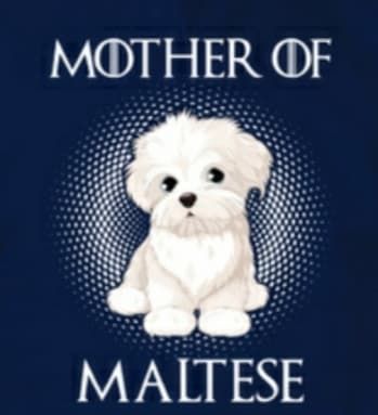 Chiot Bichon maltais Des Terres De Miss Blue
