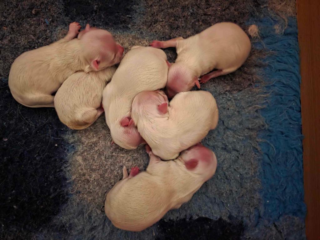 Chiot Bichon maltais Des Terres De Miss Blue