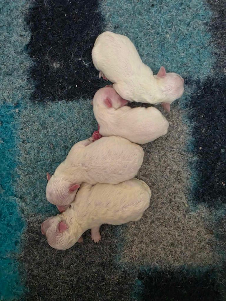 Des Terres De Miss Blue - Chiots disponibles - Bichon maltais